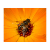 Bee Kinder (Print Only) thumbnail
