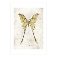 Butterflies VIII (Print Only)