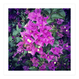 Purple Flowers (Print Only) thumbnail
