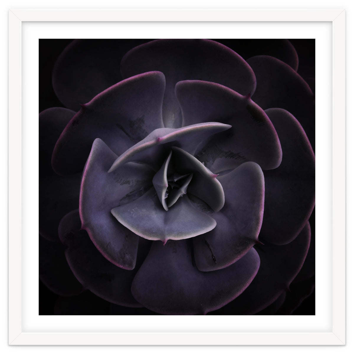 DARKSIDE OF SUCCULENTS VIII