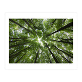 Beechwood (Print Only) thumbnail