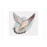 Flying Kestrel (Print Only) thumbnail