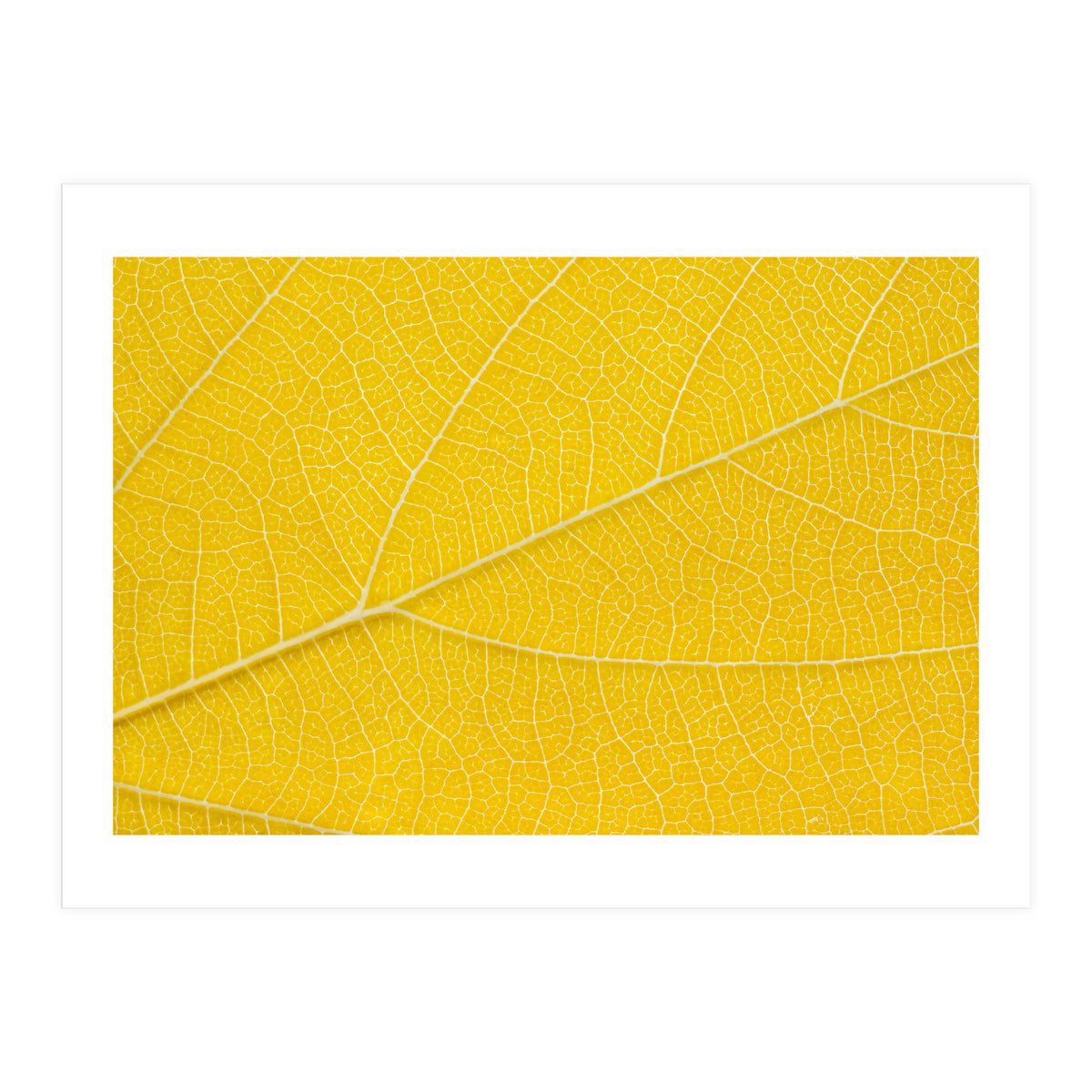 Autumn Leaf (Print Only)