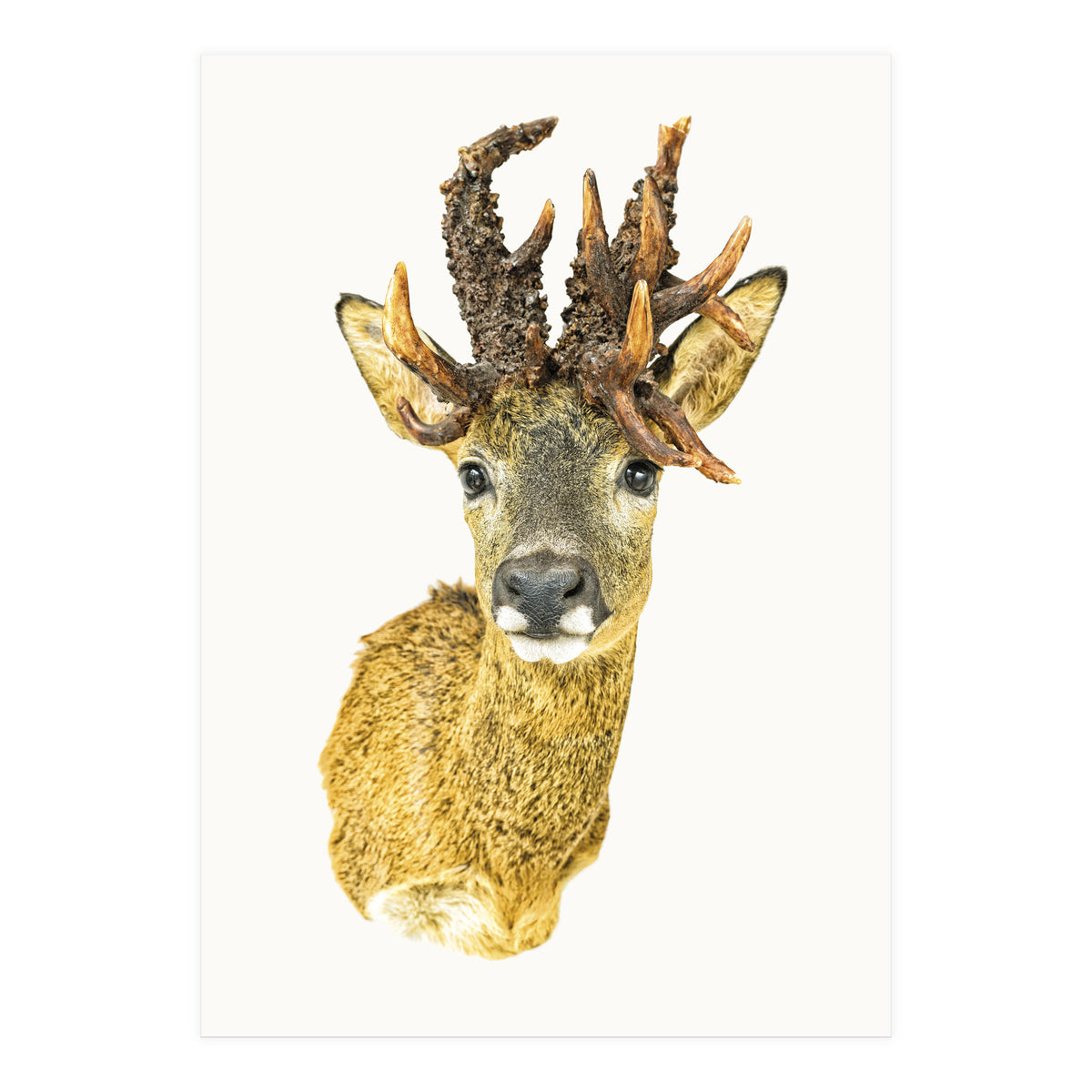 Cc Animal 01 (Print Only)