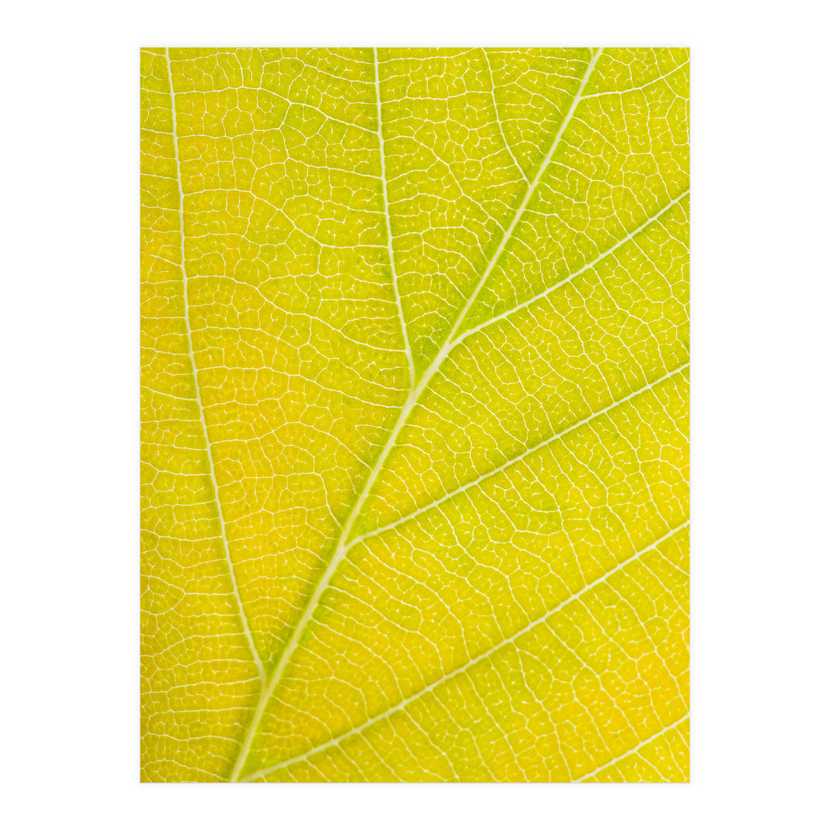 Autumn Leaf (Print Only)