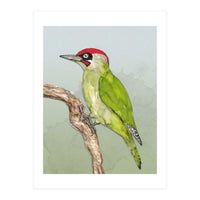 Green woodpecker (Print Only)