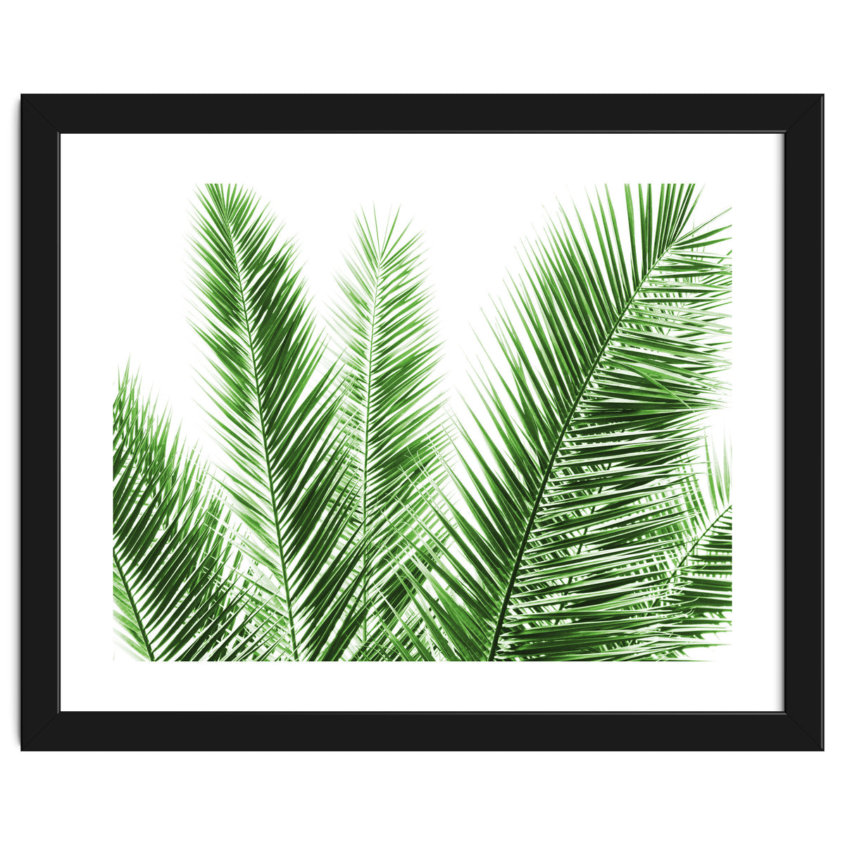 Palm Leaves