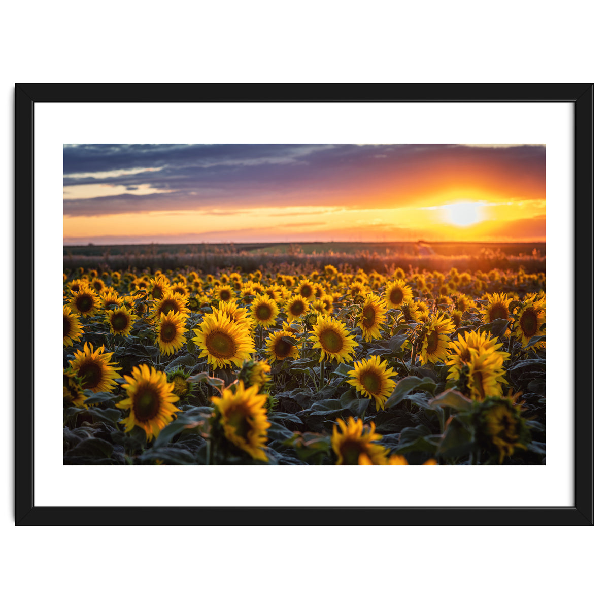 Sunflowers at Sunset