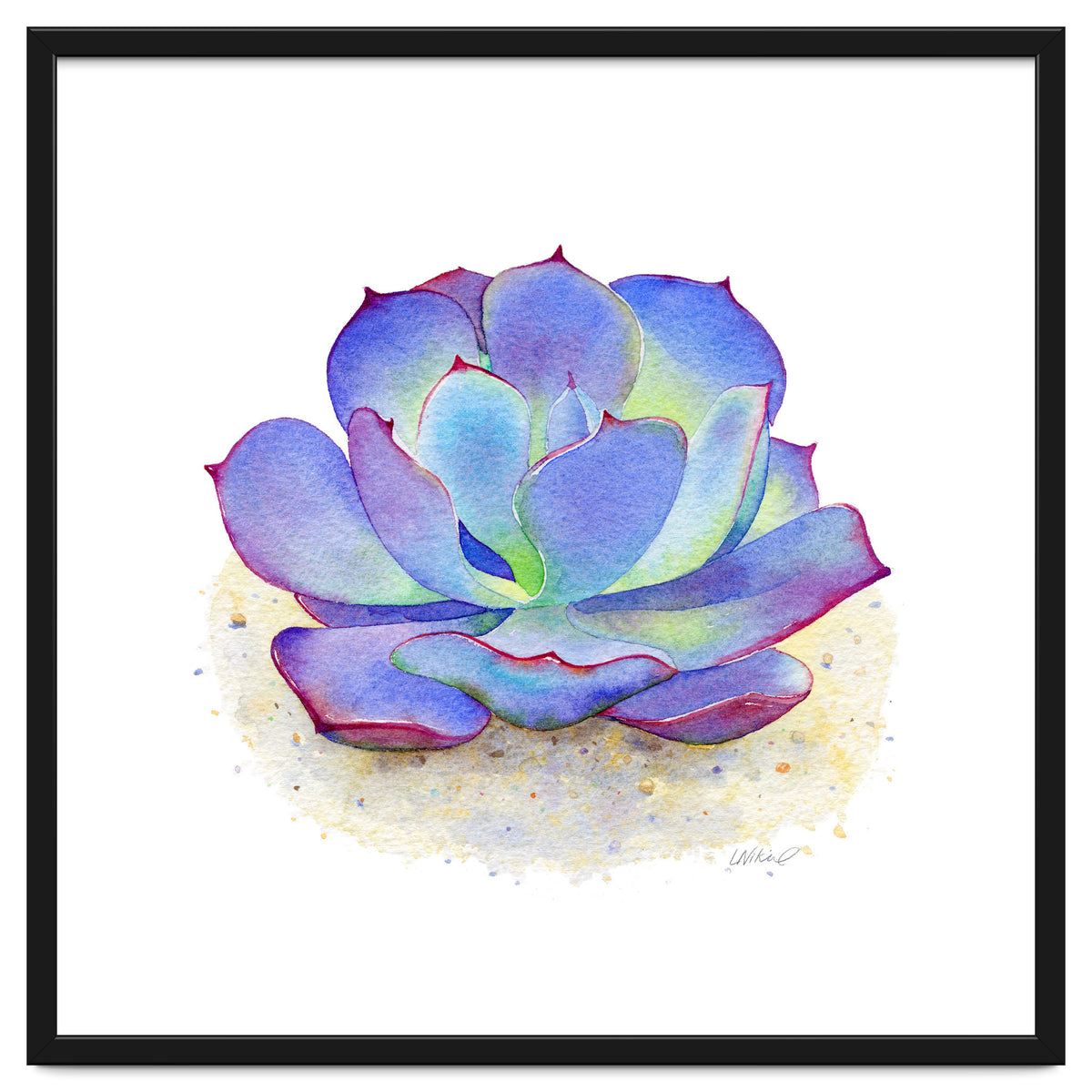 Blue Echeveria Succulent