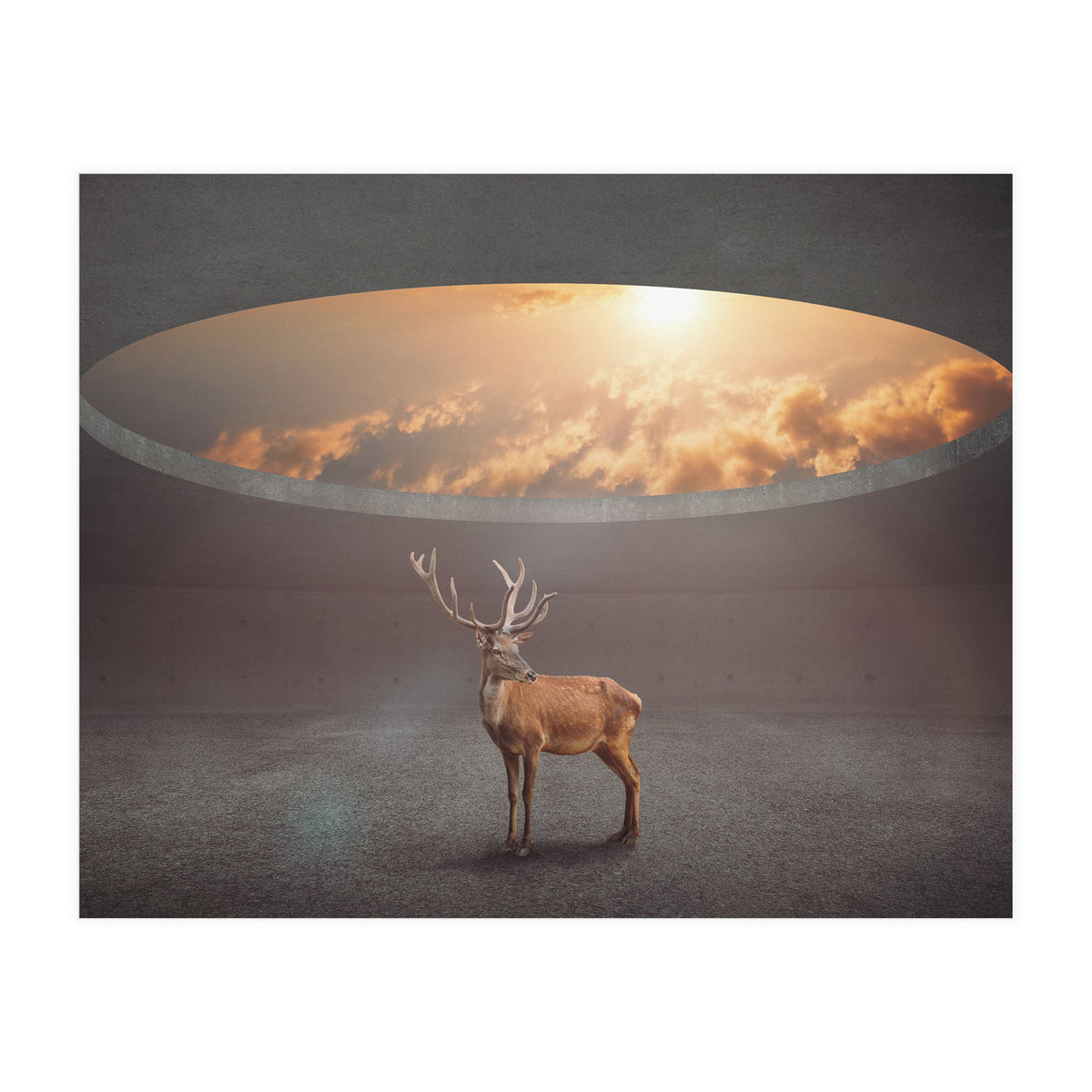 Display Ring (Print Only)