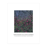 Impatiens Glandulifera (Print Only) thumbnail