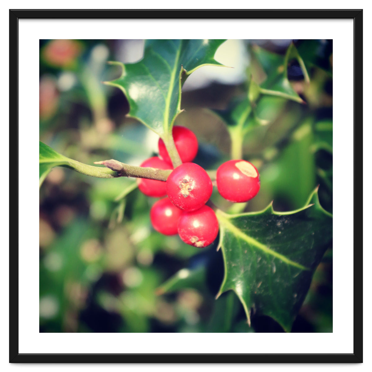 Holly berries