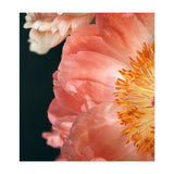 Coral Charm #2  (Print Only) thumbnail