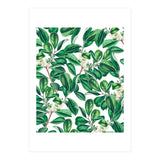 Botanica (Print Only) thumbnail