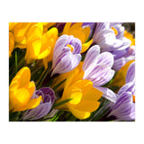 Spring (Print Only) thumbnail