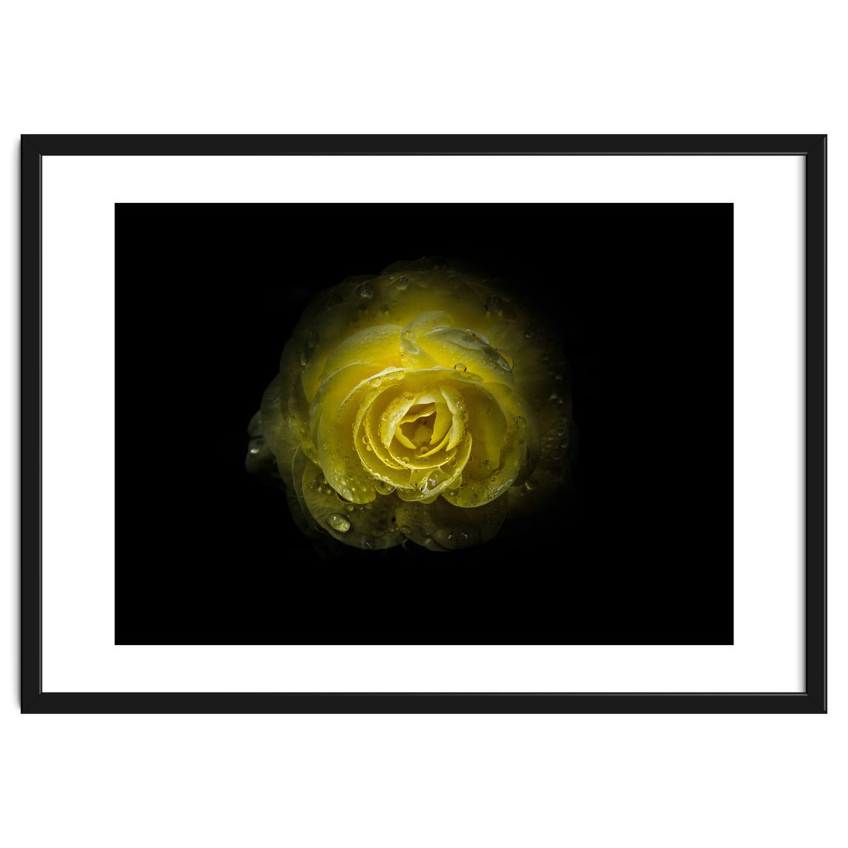 Backyard Flowers 64 Color Version