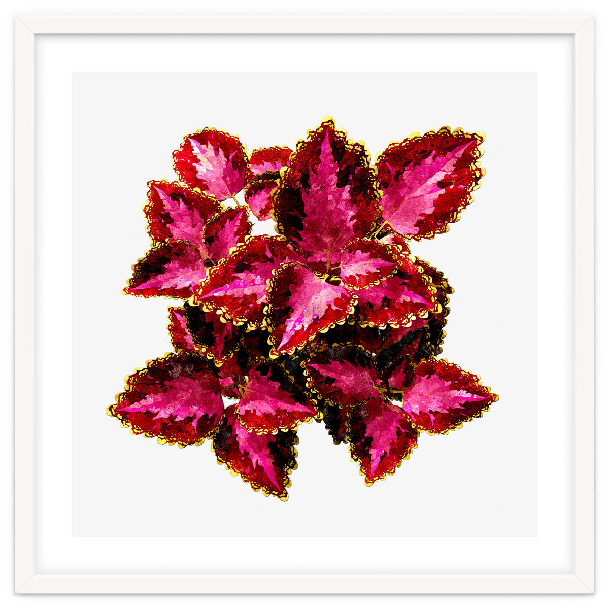 Indian Coleus