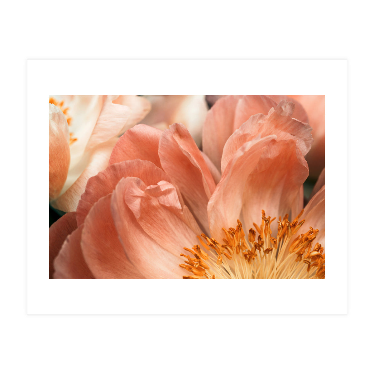 Coral Charm #1 (Print Only)