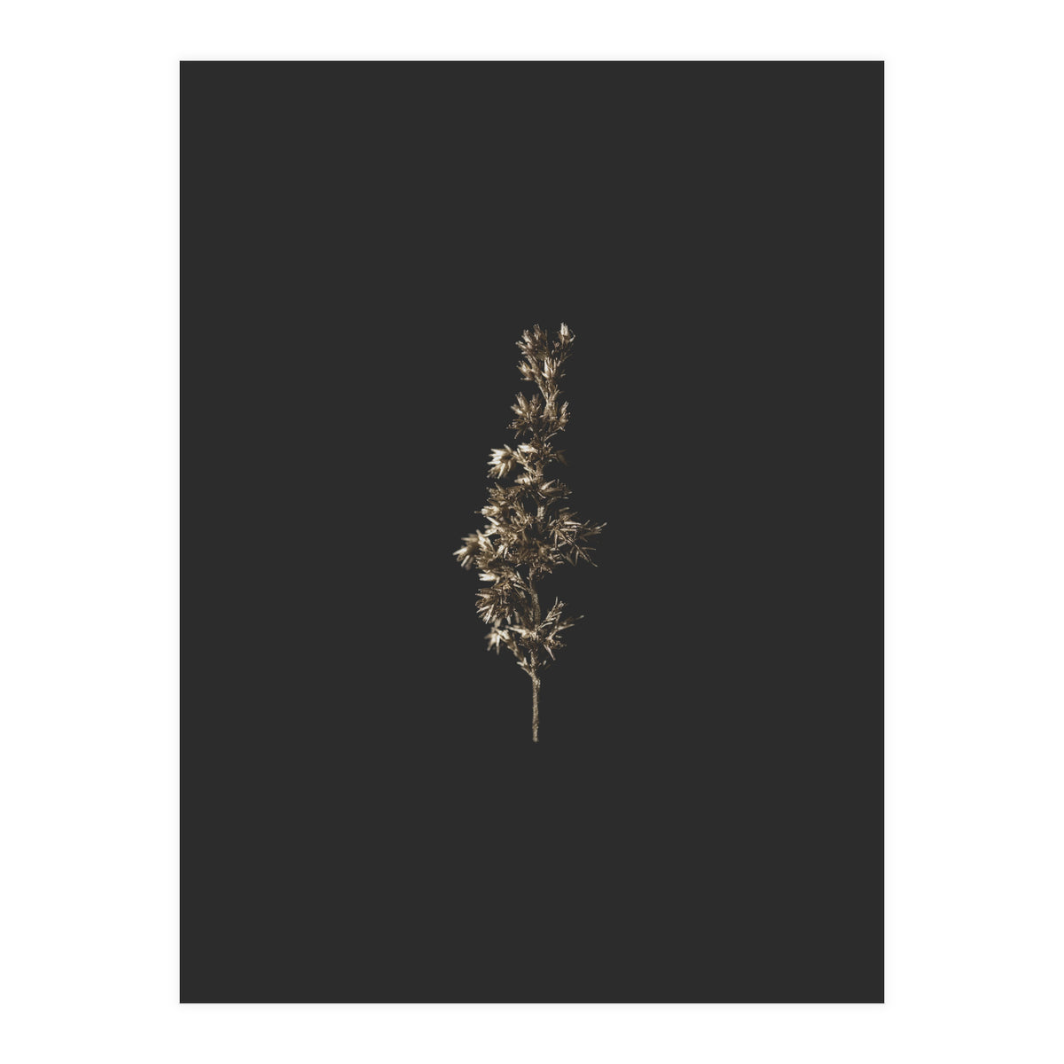 Gold Rush Botanicals (Print Only)
