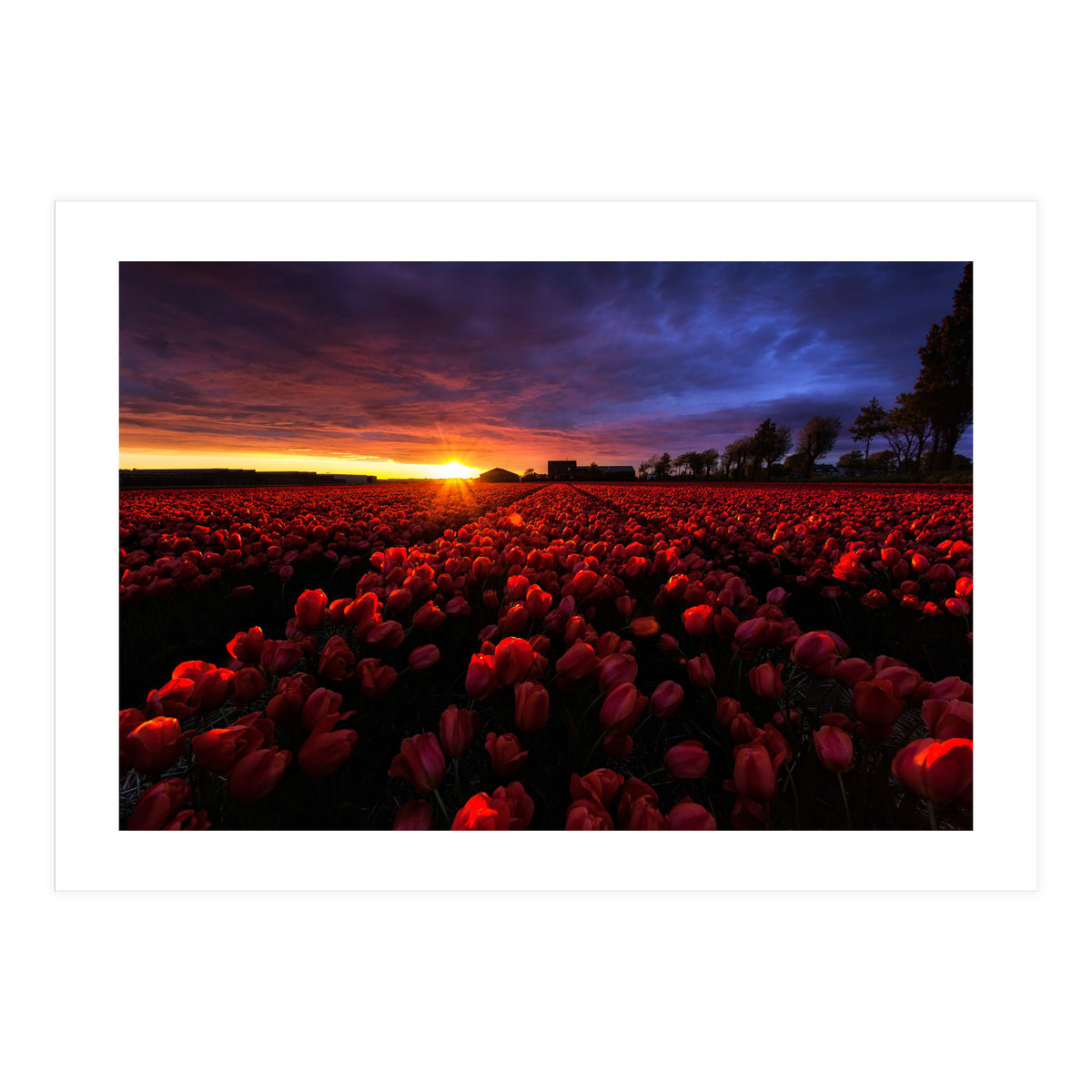 Red And Blue (Print Only)