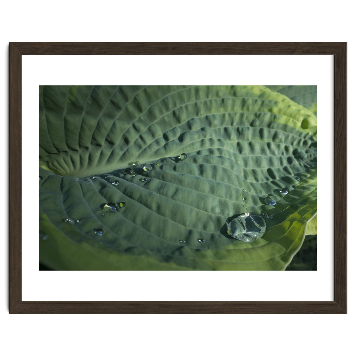 Hosta With Raindrops