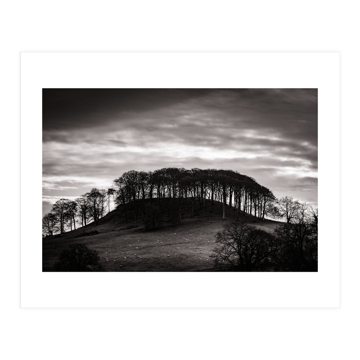 Trees in Silhouette (Print Only)