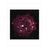 Shining Red Rose (Print Only) thumbnail