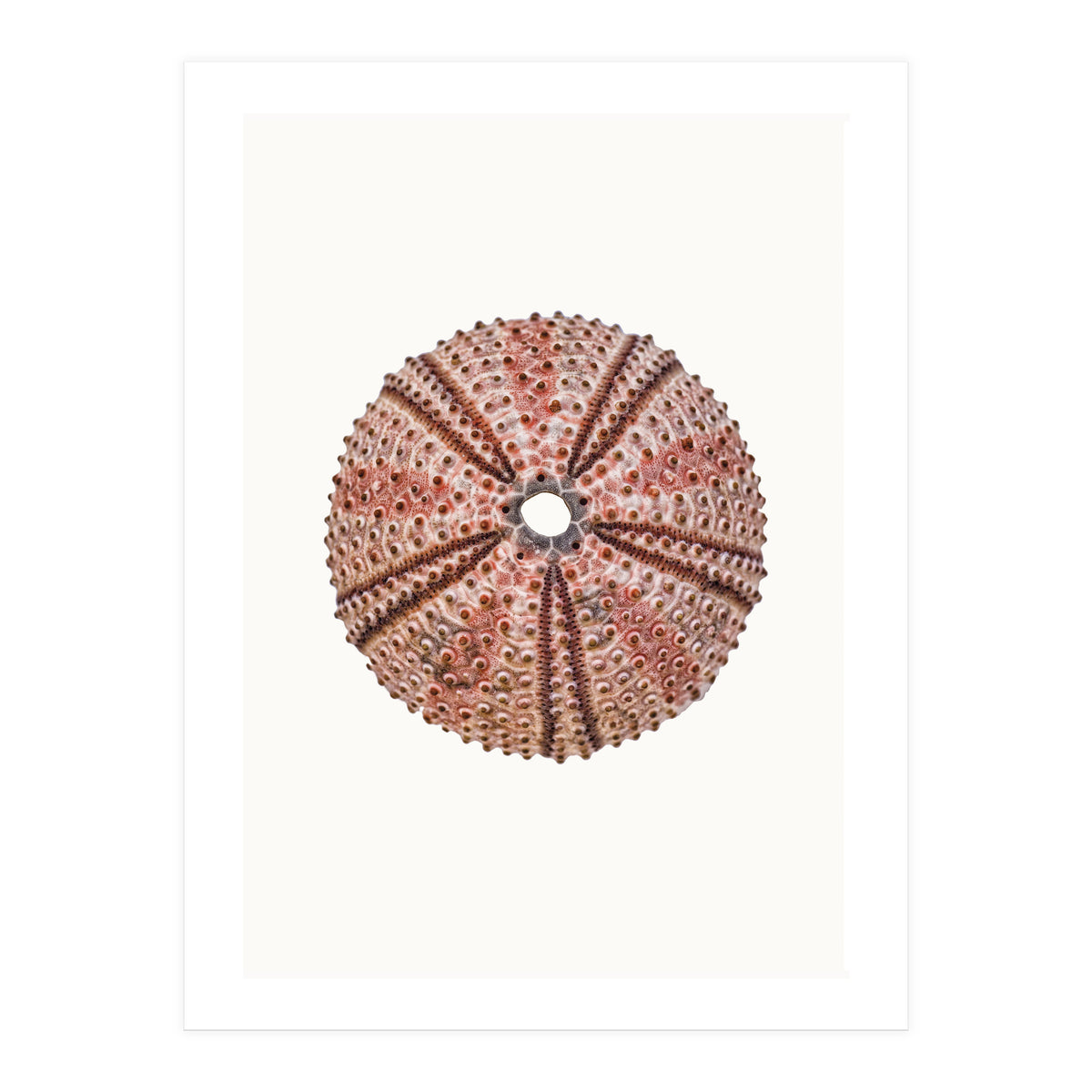 Cc Shell 04 (Print Only)