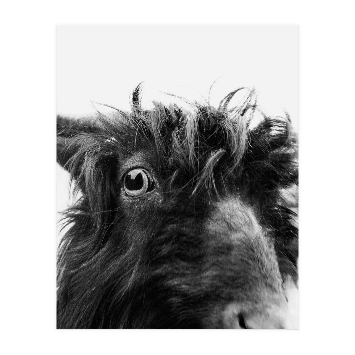 Charly the coat (Print Only)