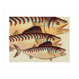 Fish Classic Designs 8 (Print Only) thumbnail