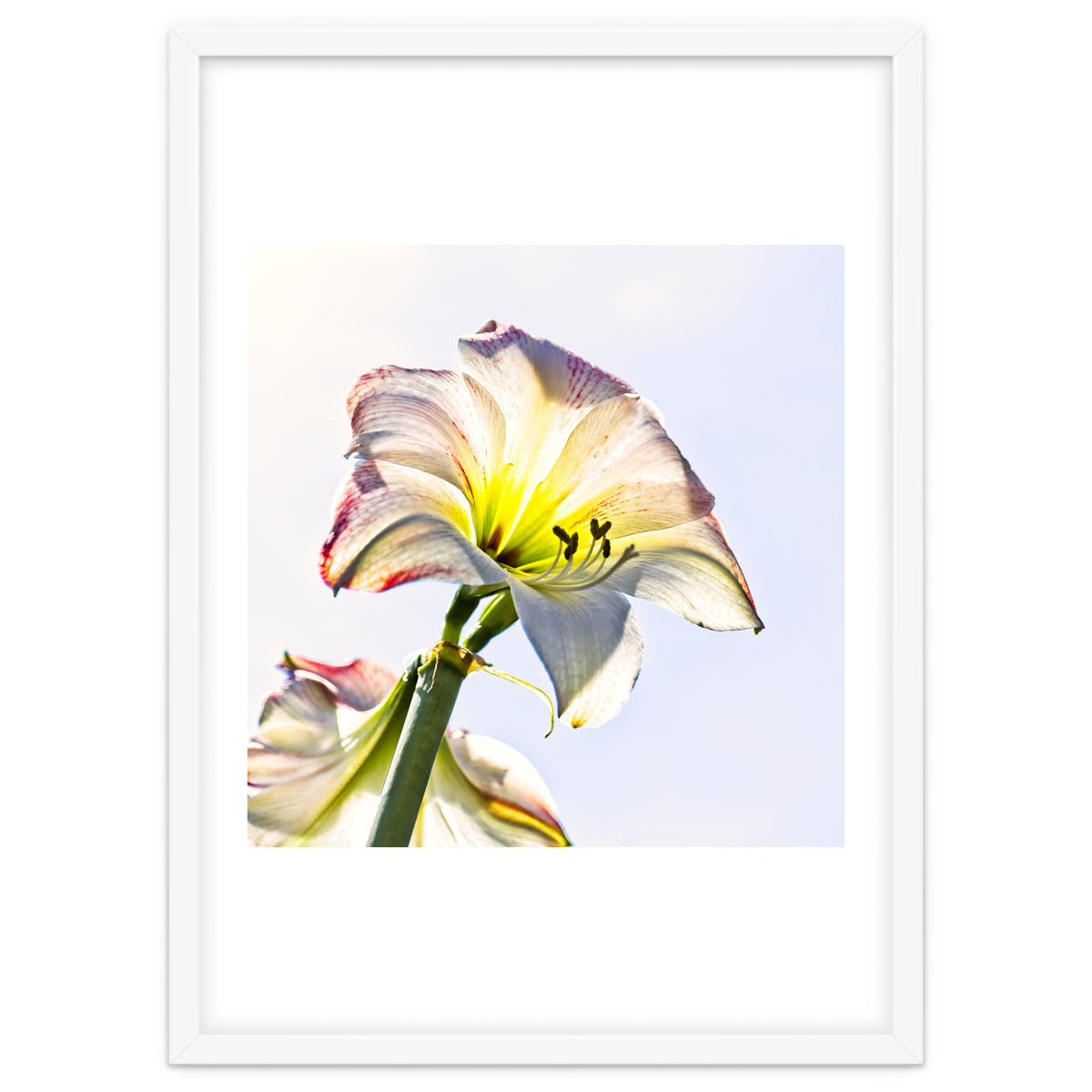 Amaryllis 2
