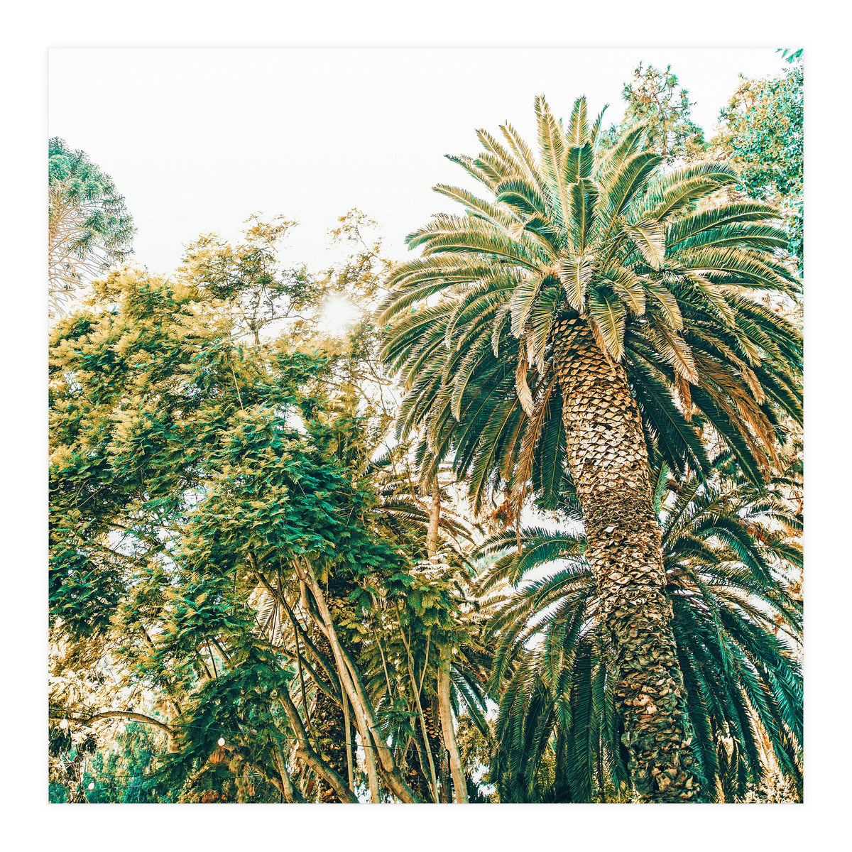 Newport (Print Only)