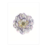 A Peony In Grey Std (Print Only) thumbnail