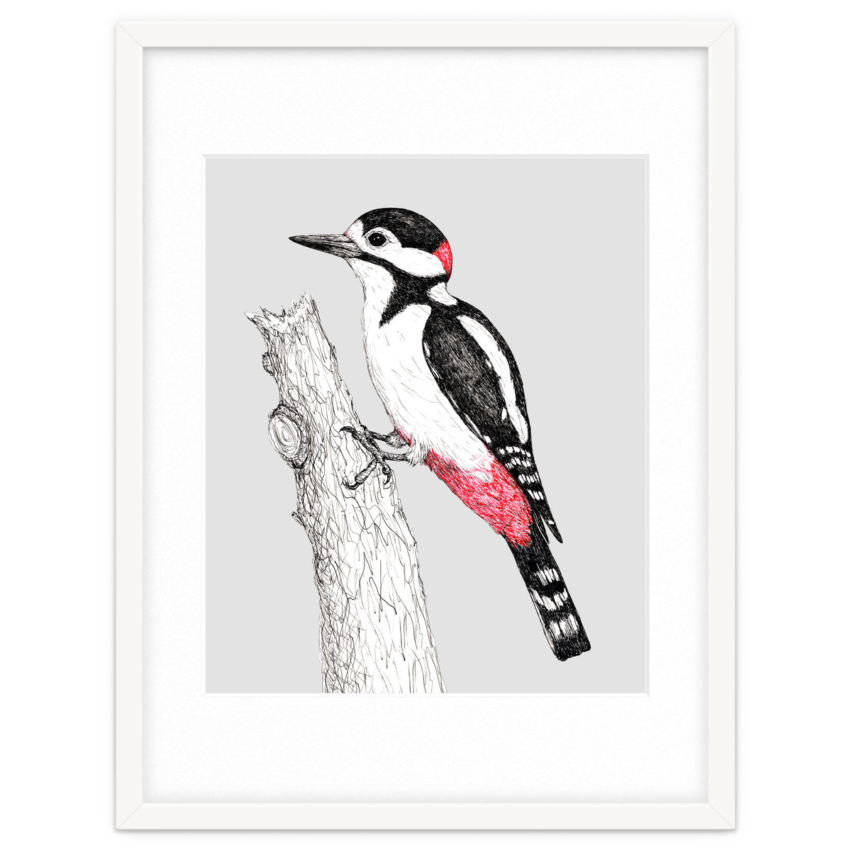 Great spotted woodpecker