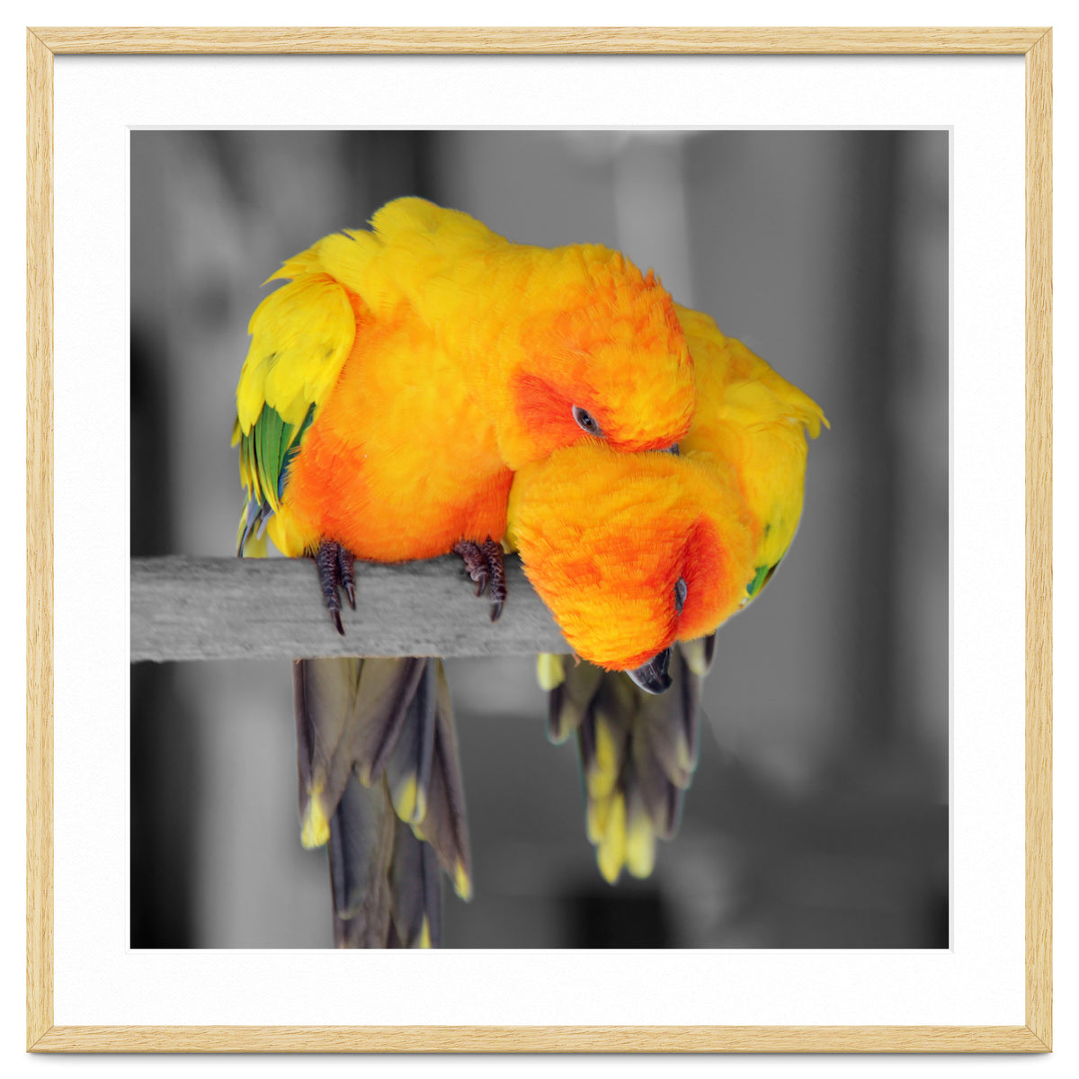 Two sun conures