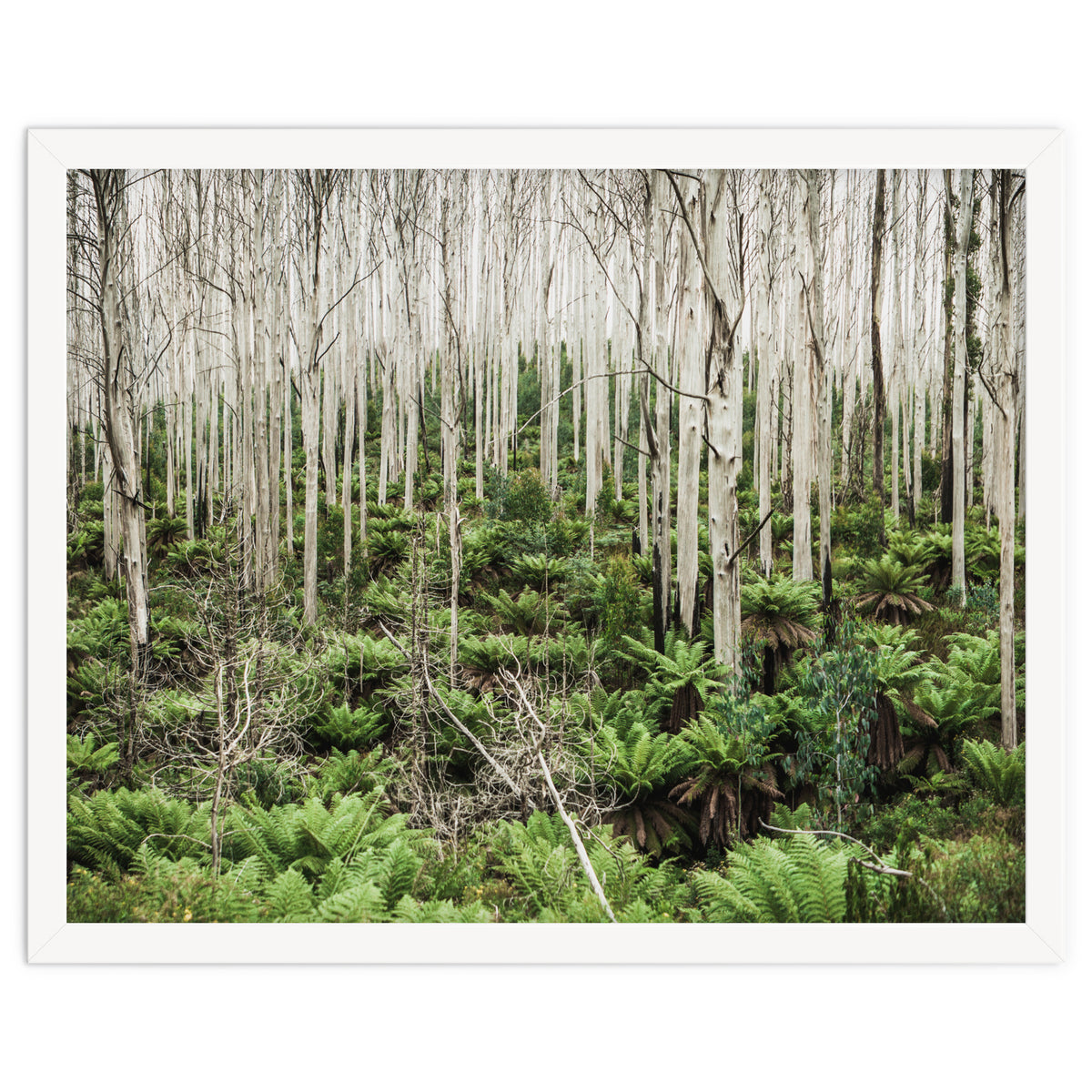 Forest After The Fire