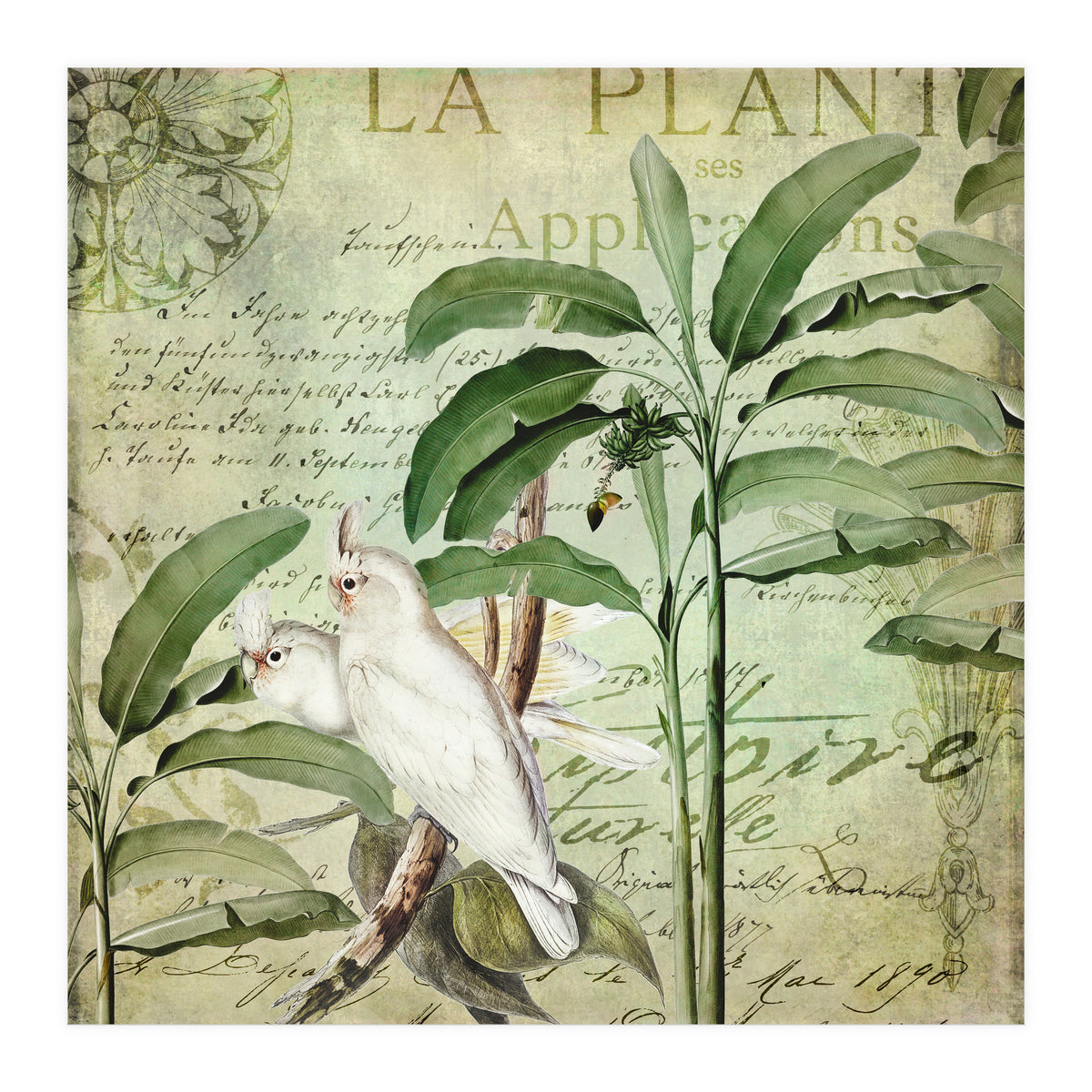 Nostalgic Cockatoo  (Print Only)