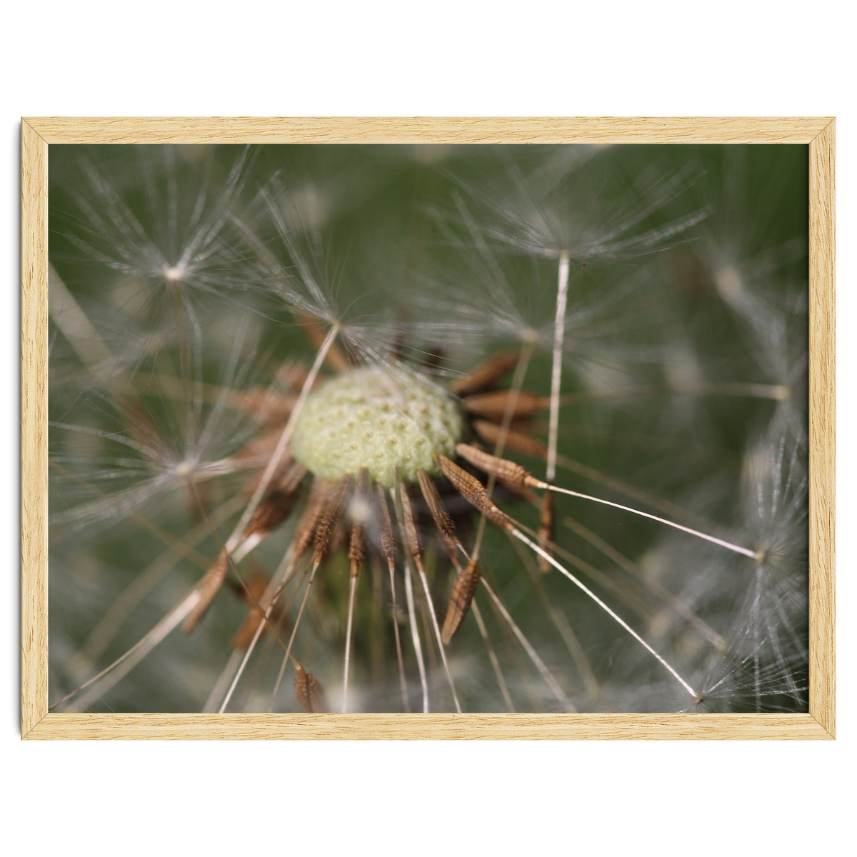 Dandelion Seeds