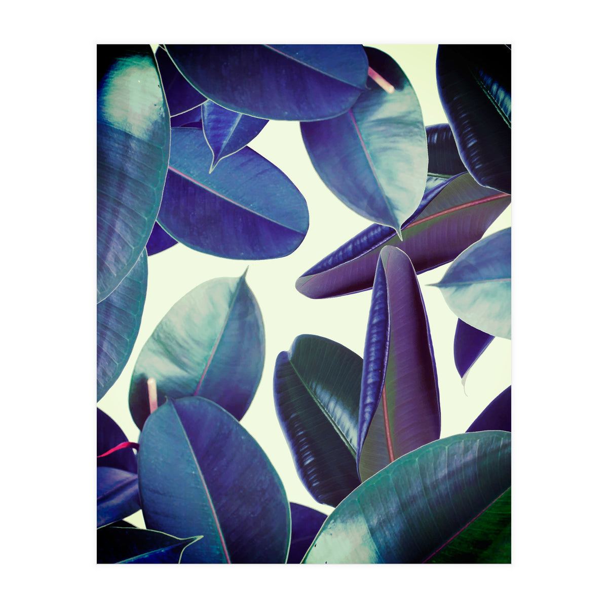 Elastica Amaro (Print Only)