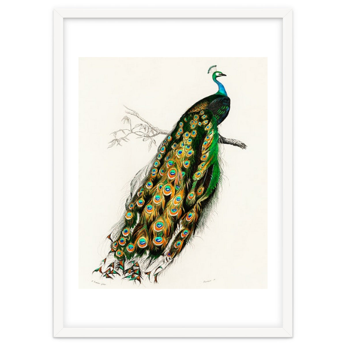 Indian peafowl illustrated