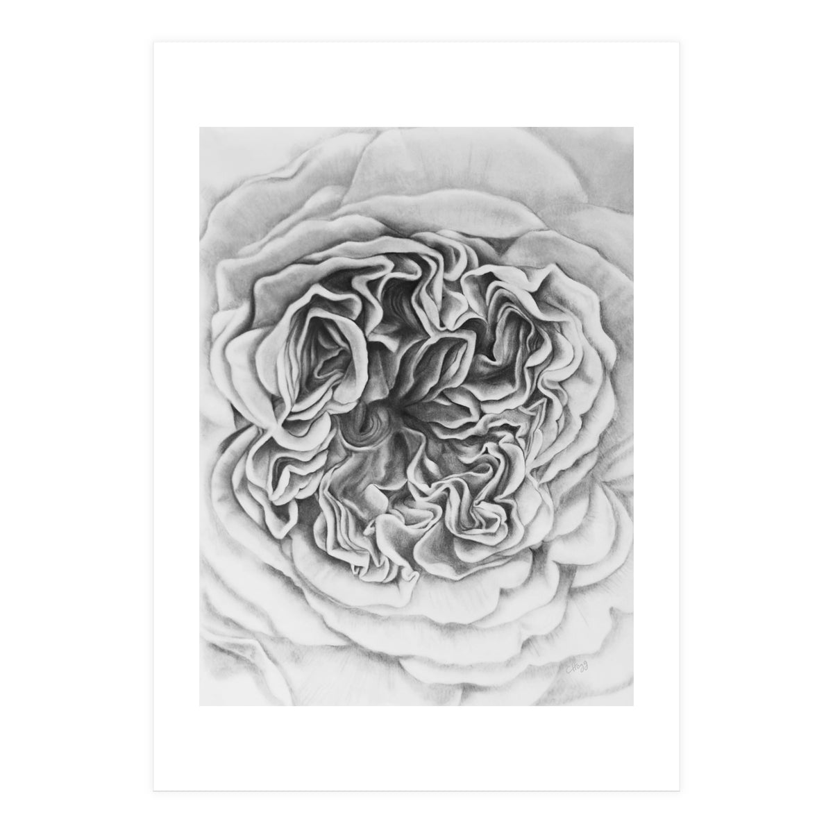 A Rose in Monochrome (Print Only)
