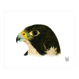 Peregrine falcon (Print Only) thumbnail