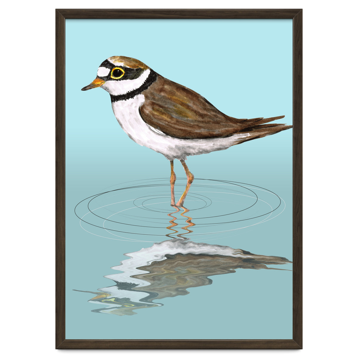 Little ringed  plover