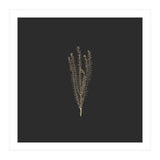 Delicate Fynbos Botanicals in Gold and Black - Square (Print Only) thumbnail