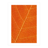 Autumn Leaf (Print Only) thumbnail