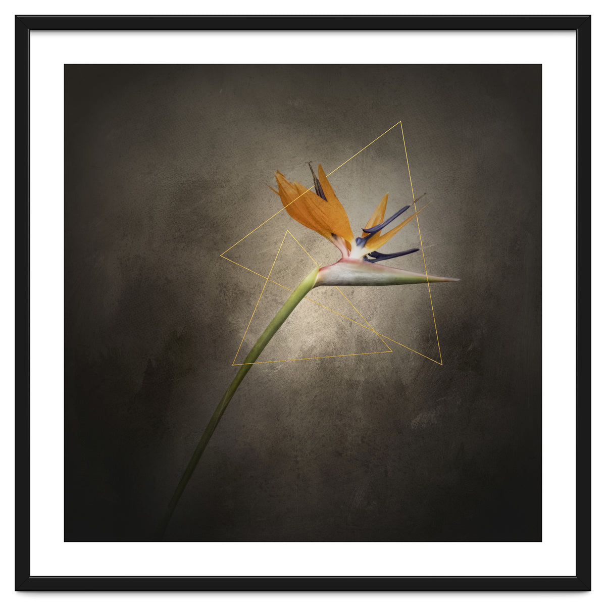 Graceful flower - Strelitzia | vintage style
