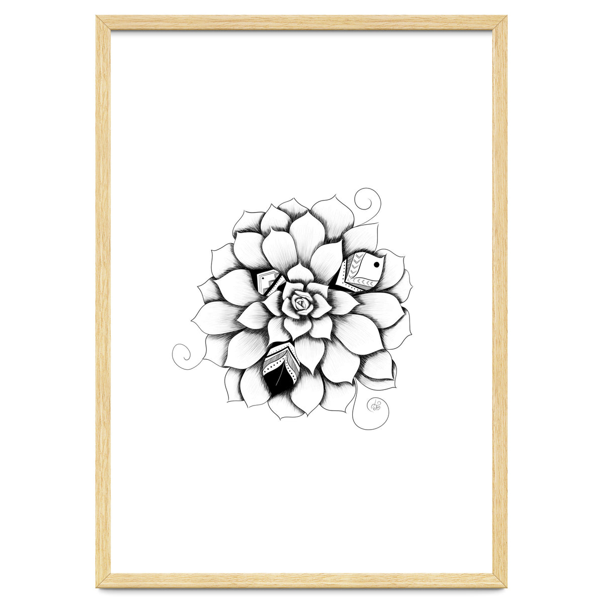 Poetic Echeveria Plant