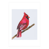 A Northern cardinal watercolor (Print Only) thumbnail