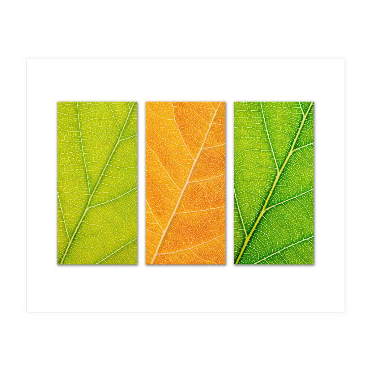 Autumn Leaves (Print Only)