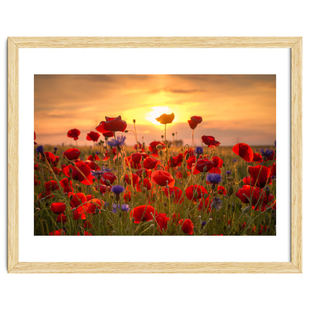 Poppies Sunset